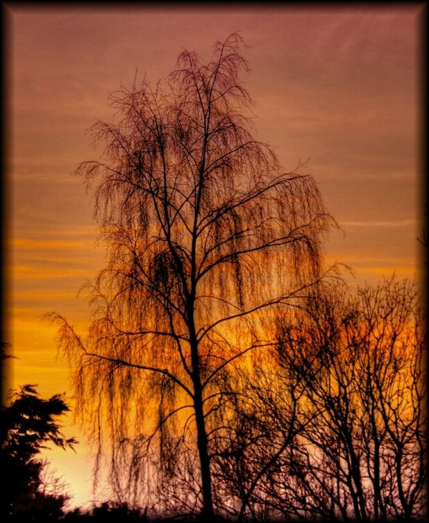 SILHOUETTE OF BARE TREES AGAINST SUNSET SKY