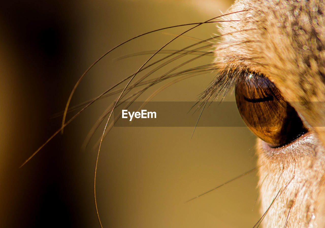 Macro shot of animal eye