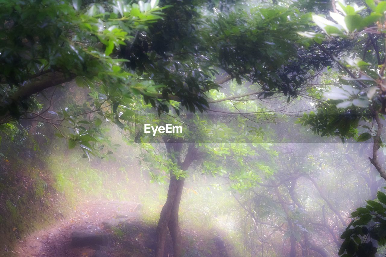 LOW ANGLE VIEW OF TREE IN FOREST