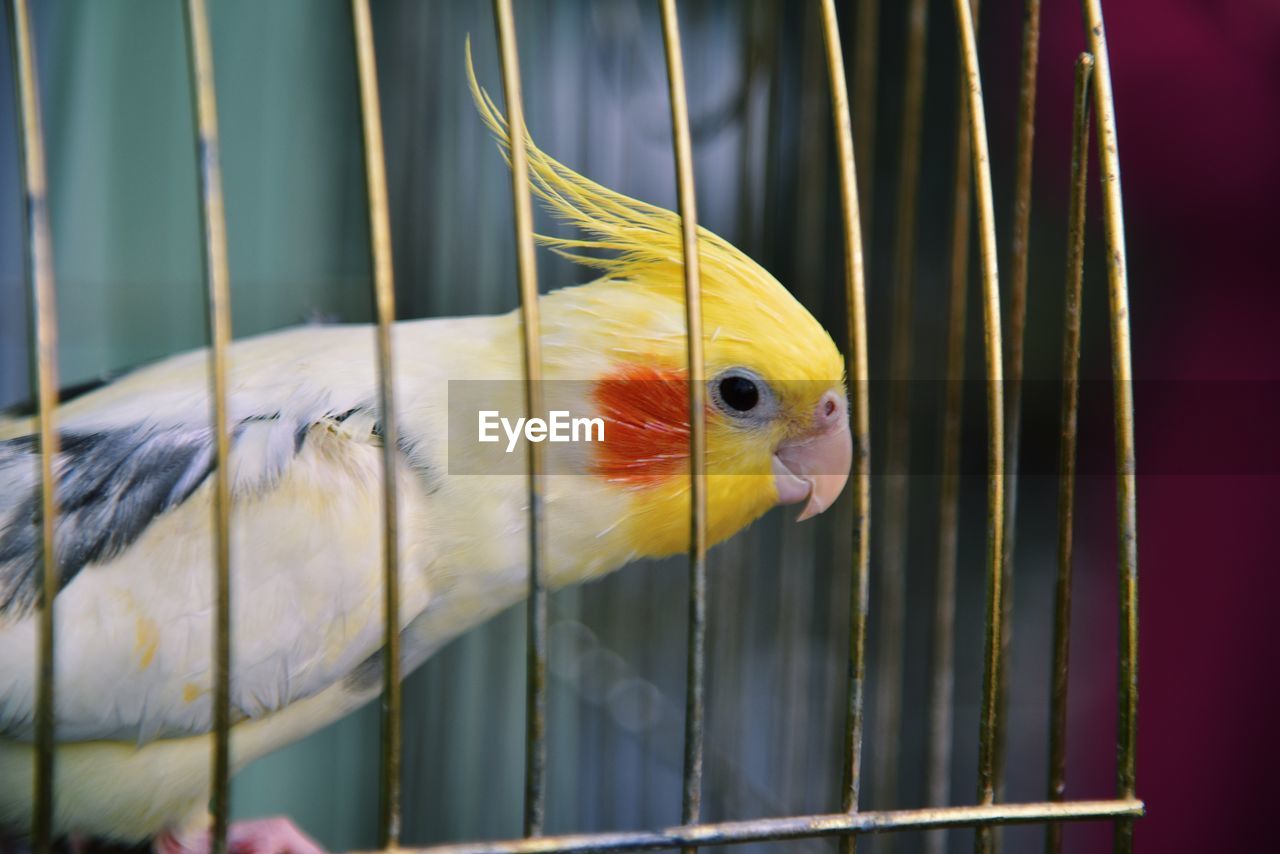 Close-up of parrot in cage