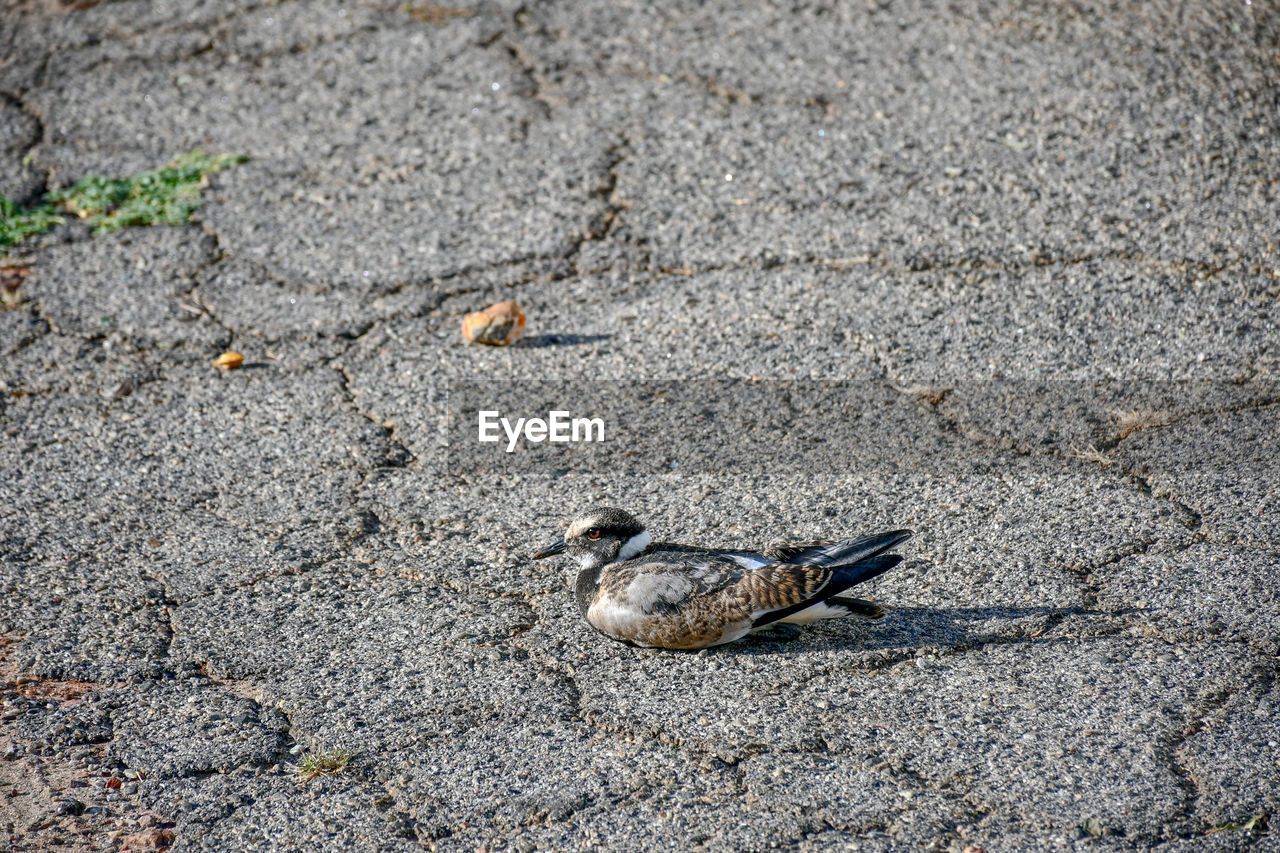 HIGH ANGLE VIEW OF A BIRD