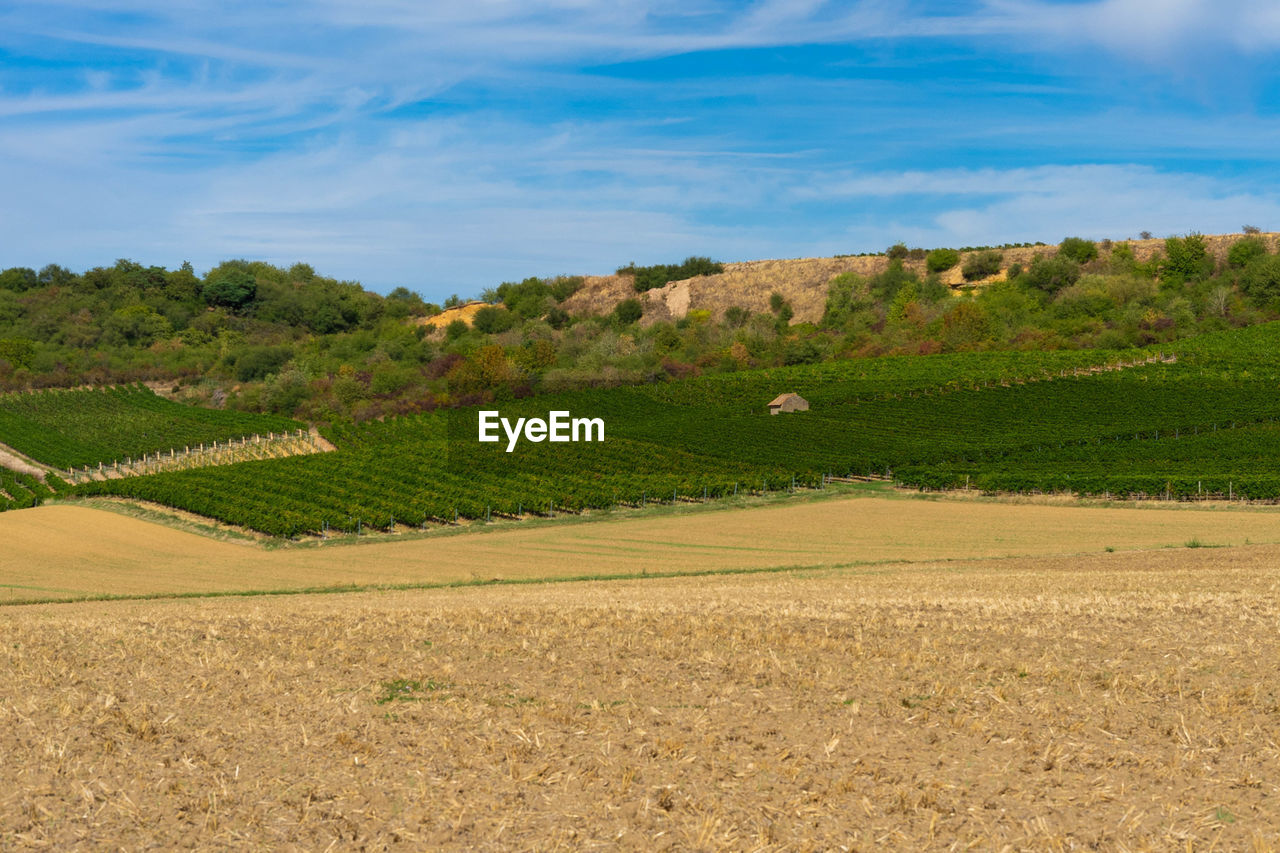 SCENIC VIEW OF FARMS AGAINST SKY