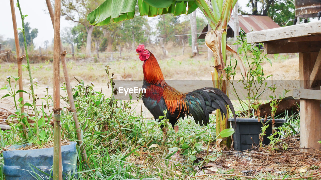 Rooster perching by plants in farm