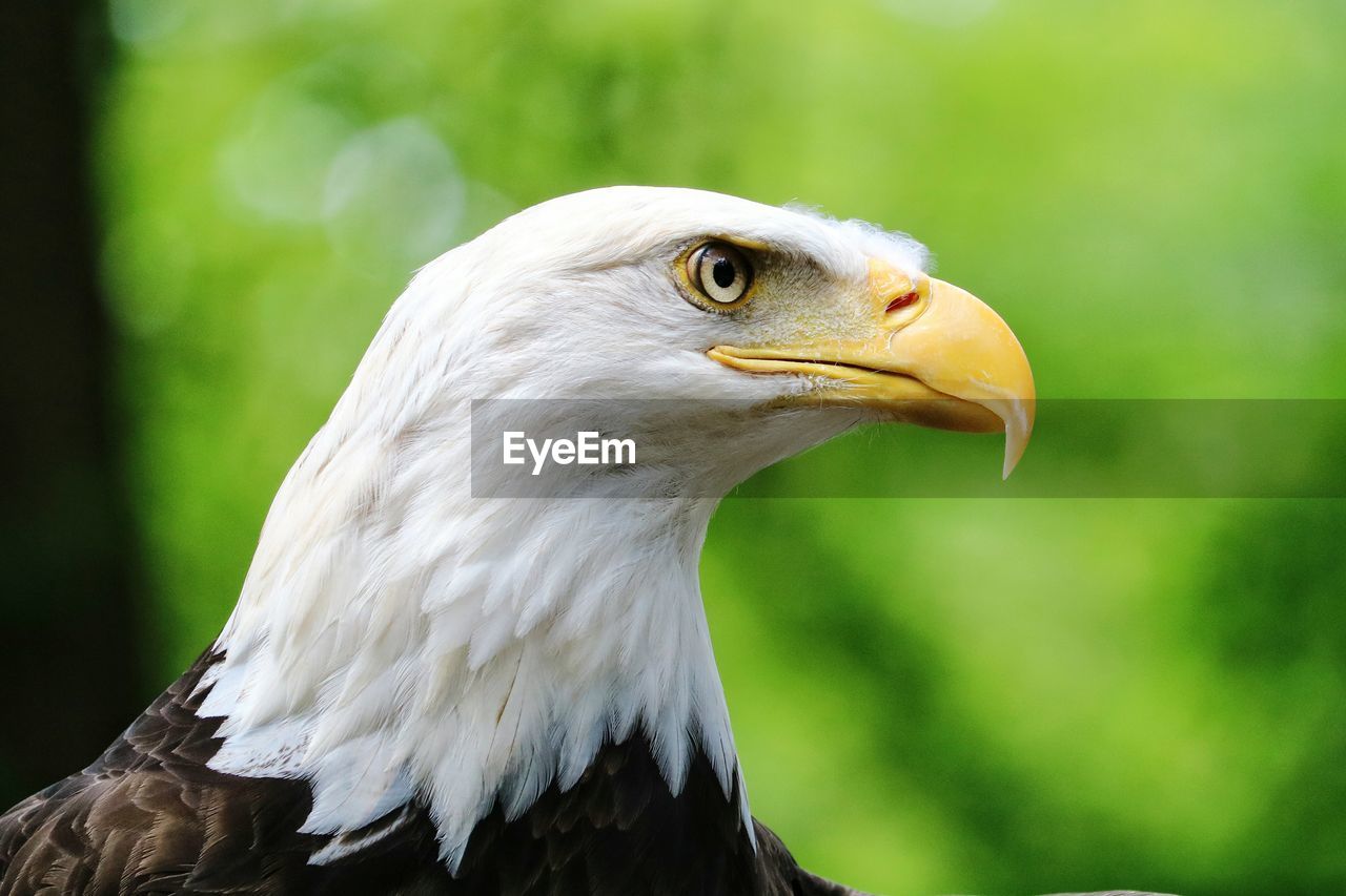 Close-up of eagle against blurred background