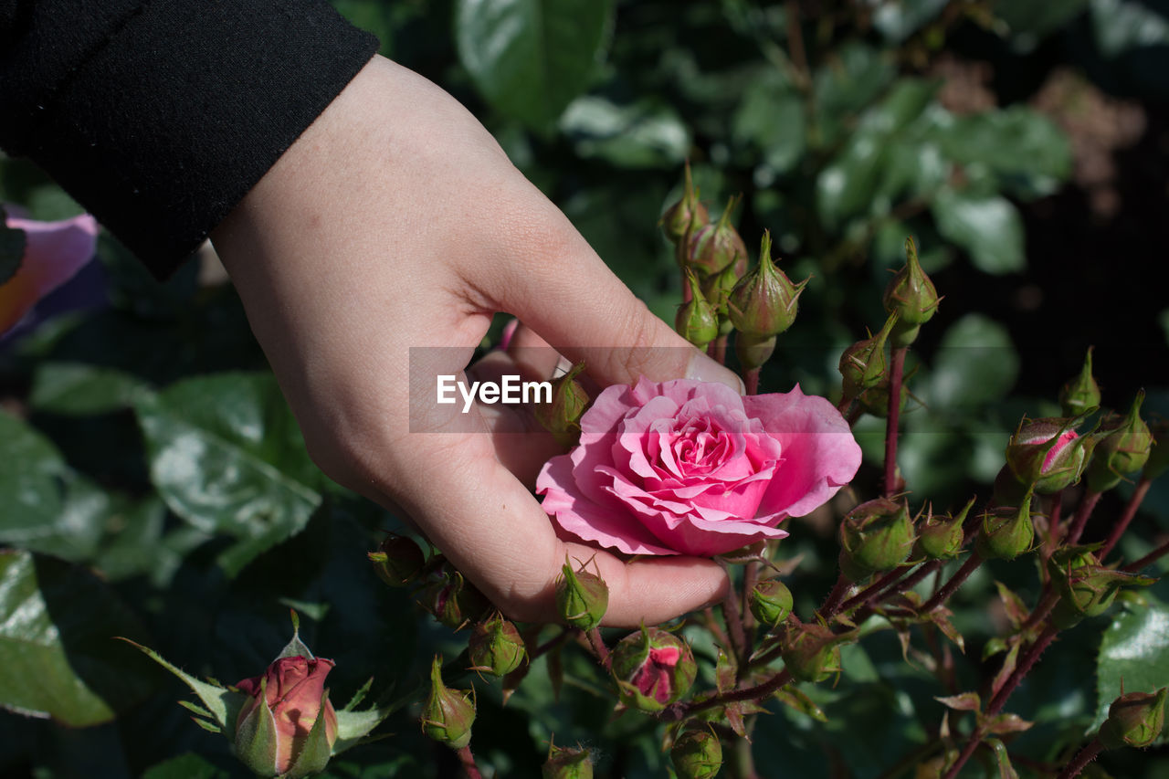 Close-up of woman hand holding pink rose