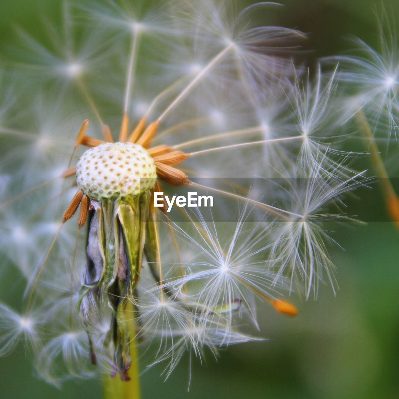 Close-up of dandelion seeds