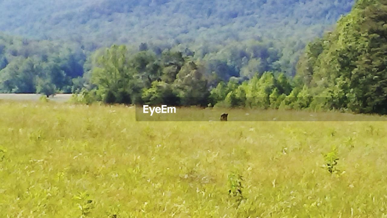 SCENIC VIEW OF FIELD AGAINST TREES