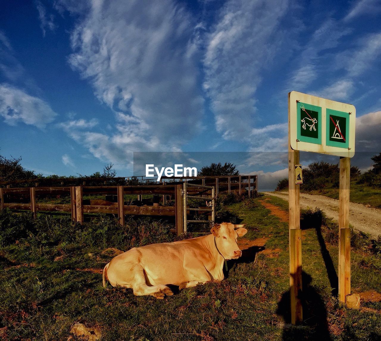 Cow lying on field against cloudy sky