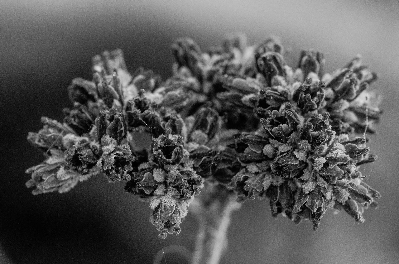 CLOSE-UP OF WILTED PLANT DURING FROZEN FLOWER