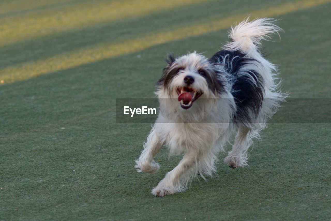 PORTRAIT OF DOG RUNNING ON GRASSLAND