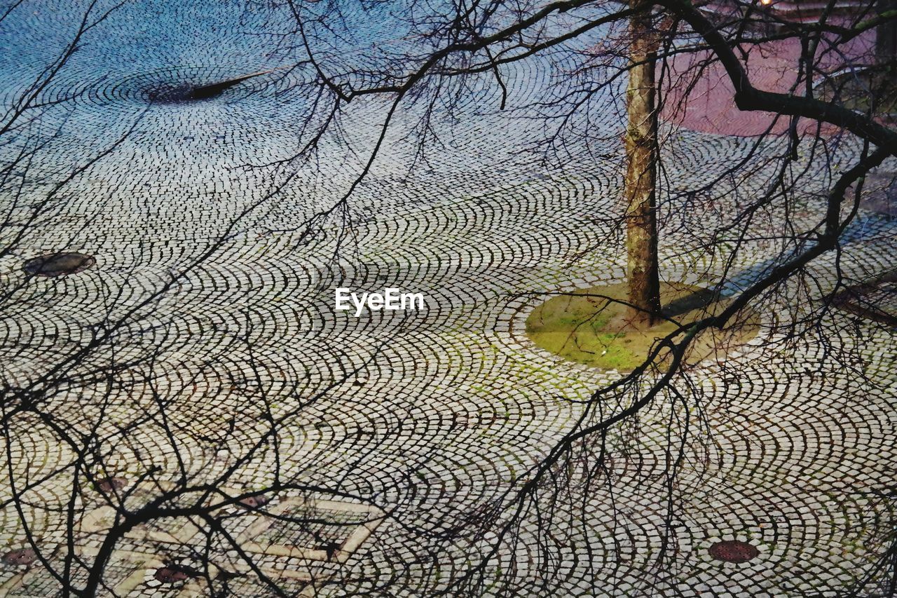 CLOSE-UP OF BARE TREE BRANCHES