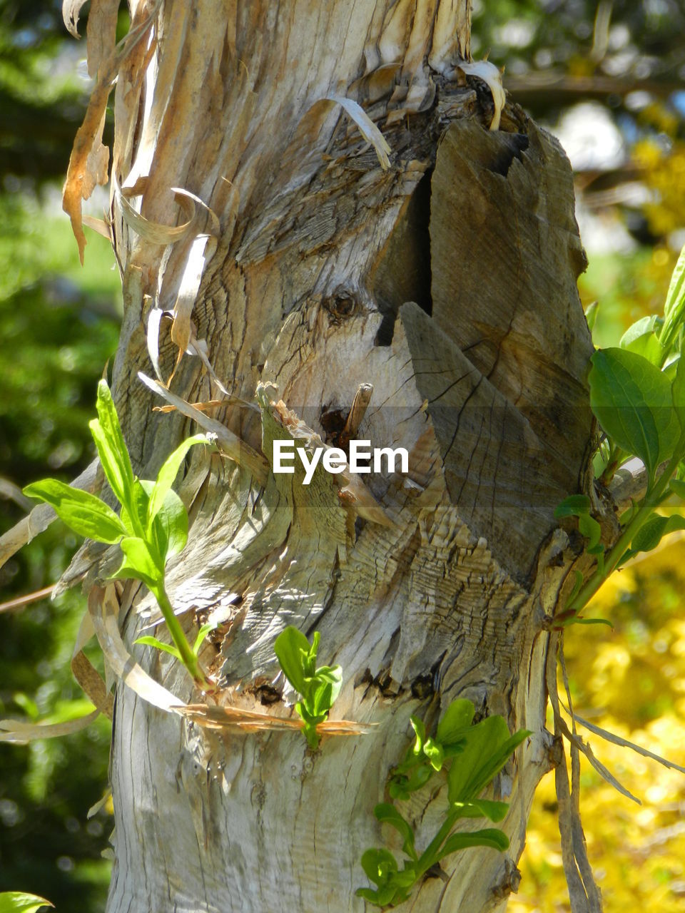 Close-up of tree trunk