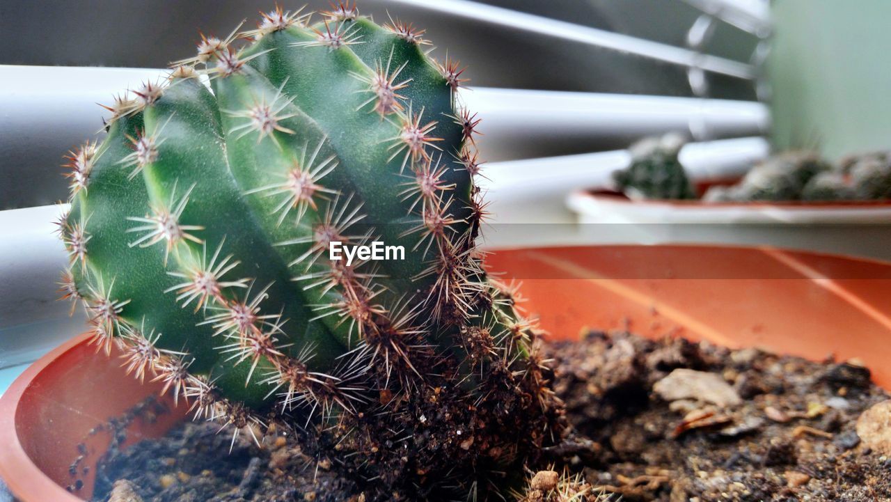 CLOSE-UP OF CACTUS PLANTS