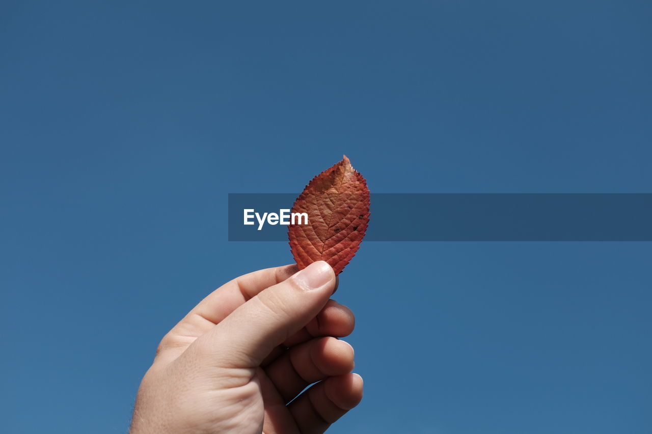 Cropped hand holding autumn leaf against clear blue sky