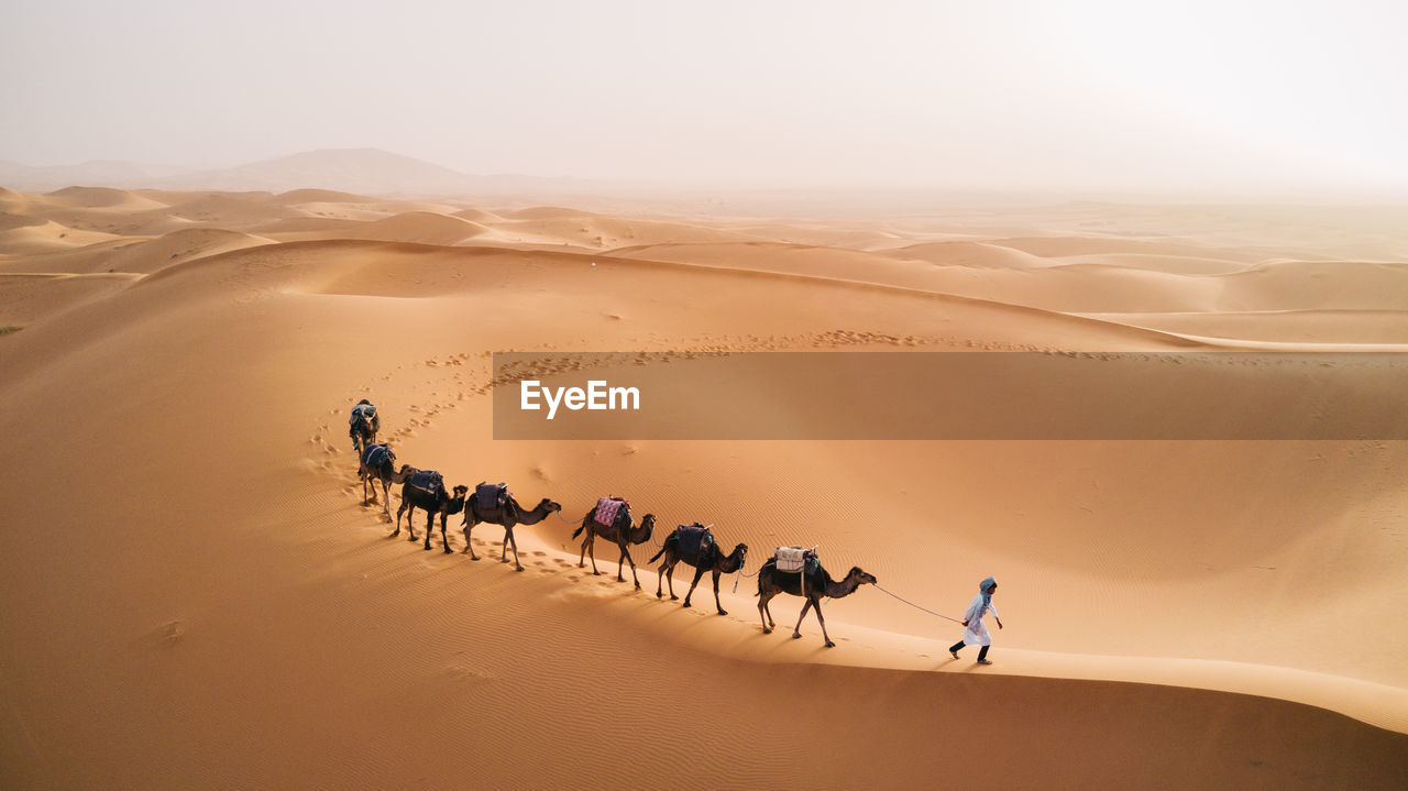 Scenic view of man with camels in desert against clear sky