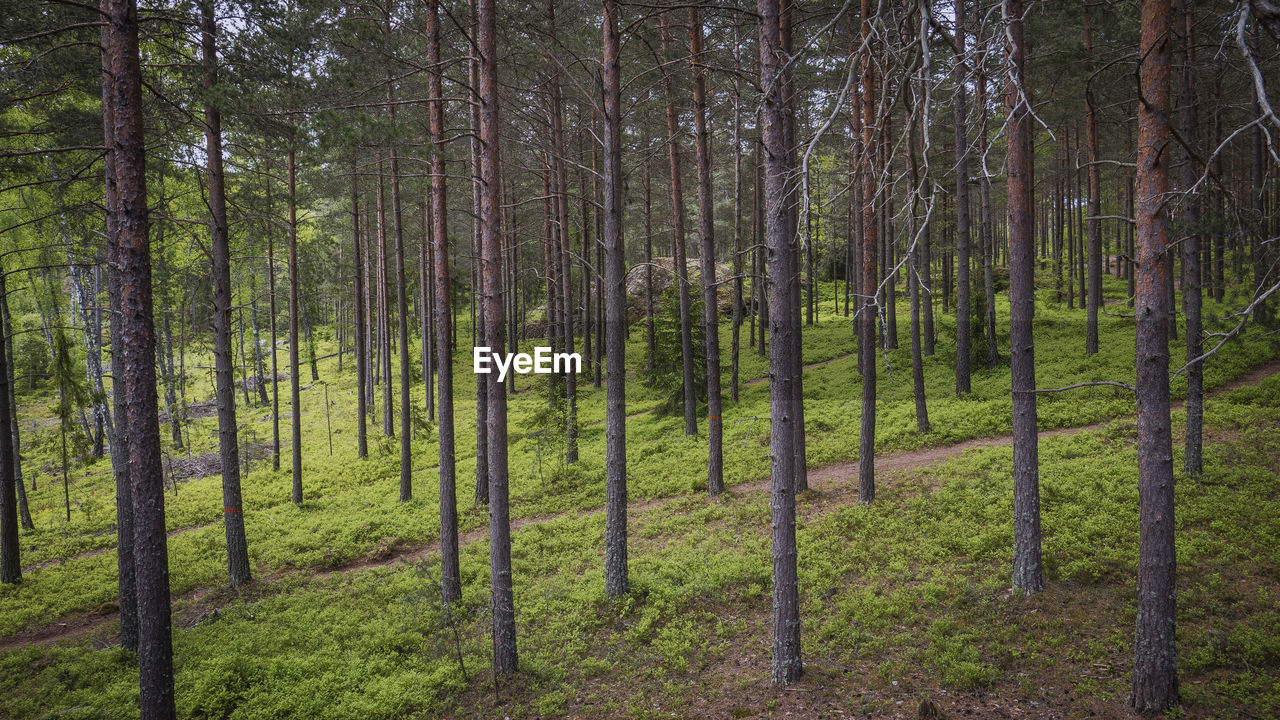 Scenic view of forest