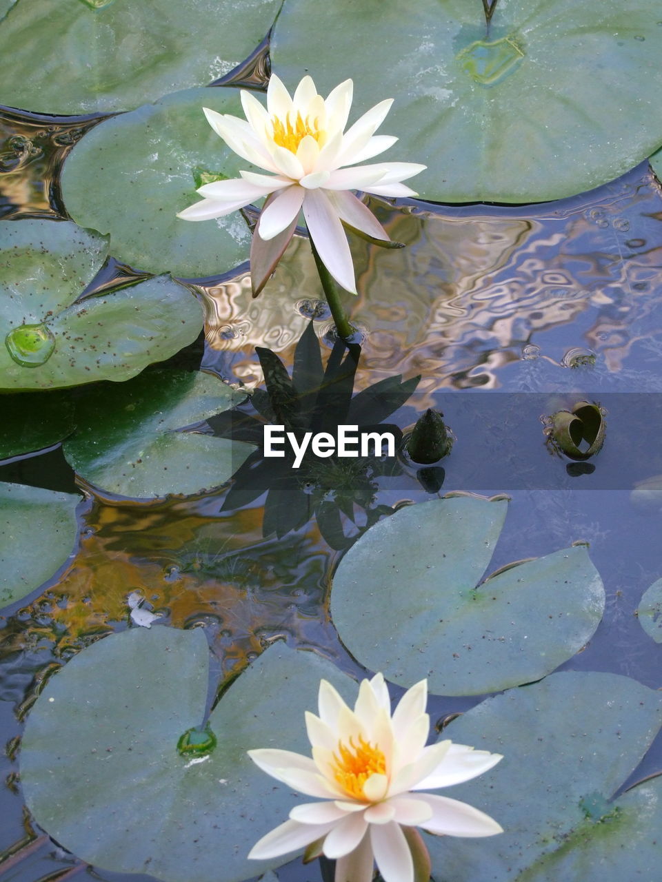 LOTUS WATER LILY IN LAKE