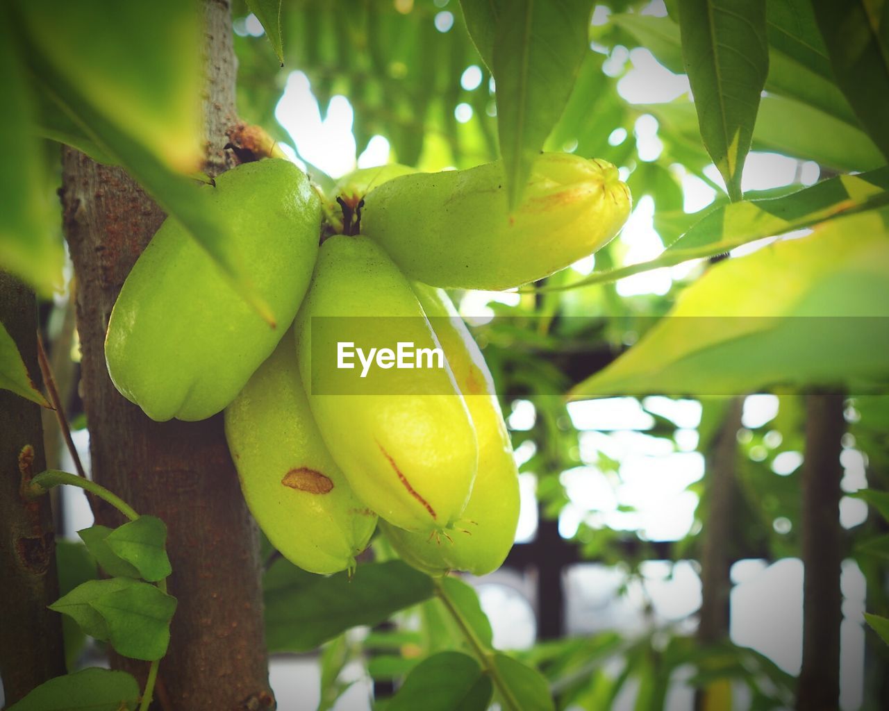 LOW ANGLE VIEW OF FRUIT ON TREE