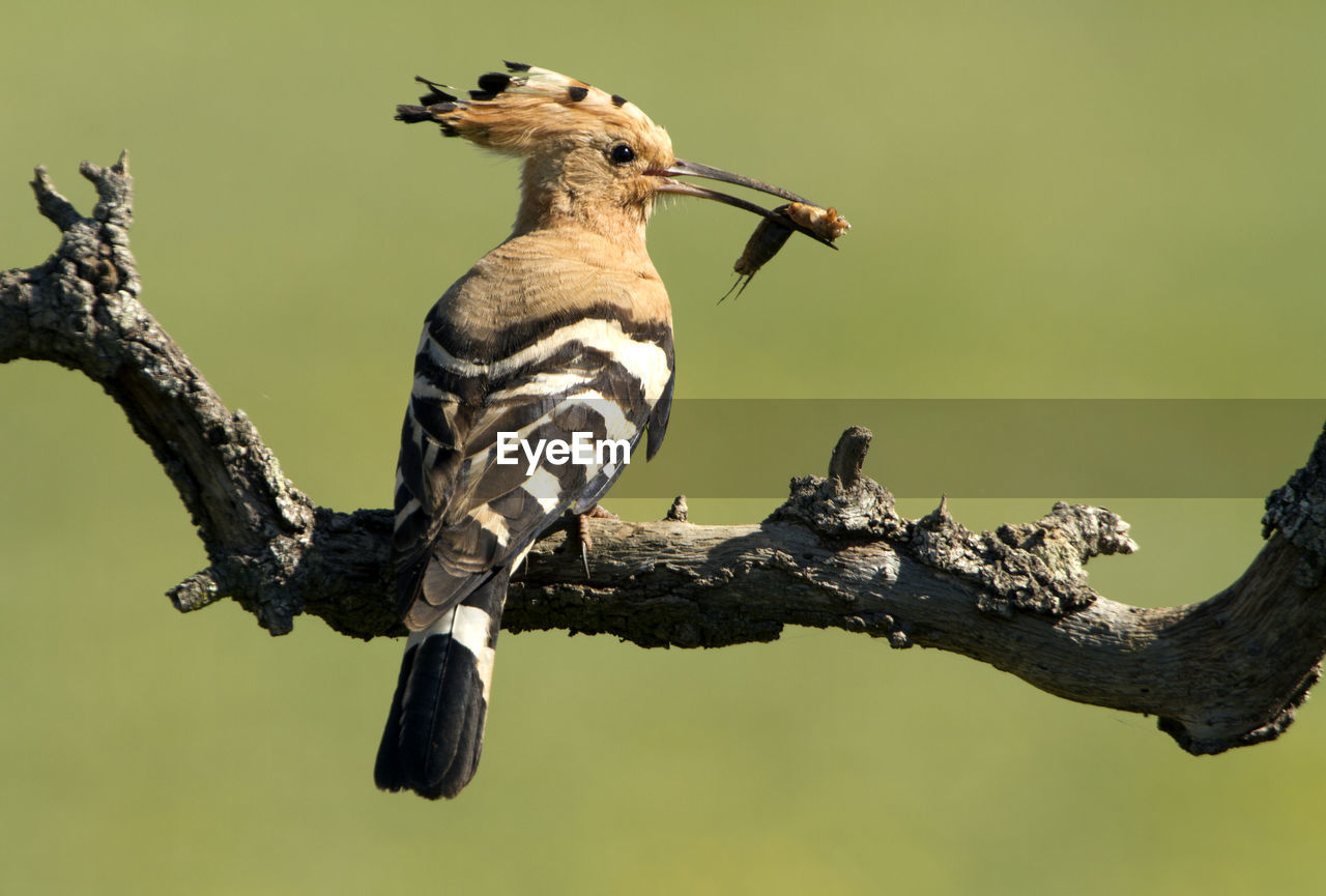 LOW ANGLE VIEW OF A BIRD PERCHING ON BRANCH