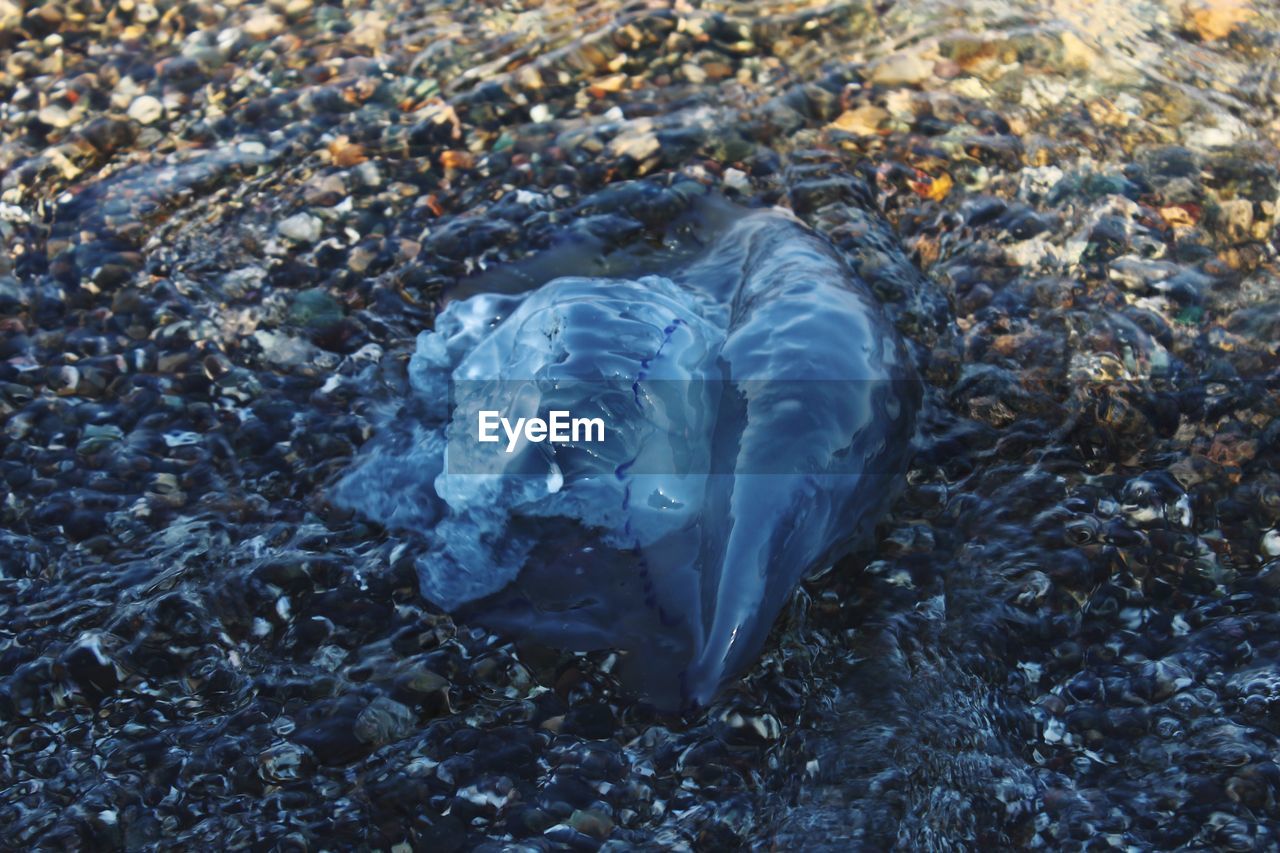 High angle view of jellyfish on beach