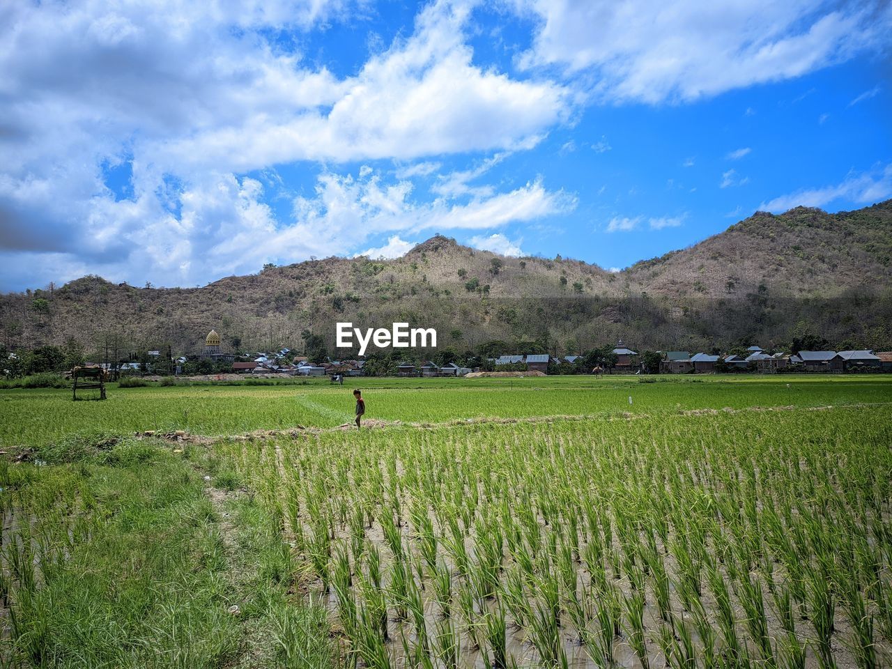 landscape, agriculture, land, environment, field, mountain, plant, rural scene, sky, scenics - nature, crop, nature, farm, grass, paddy field, plain, rural area, grassland, meadow, food and drink, beauty in nature, food, growth, cloud, mountain range, green, pasture, rice, tree, cereal plant, outdoors, rice paddy, tranquility, no people, day, tranquil scene, horizon, prairie, occupation, soil, plateau, rice - food staple, valley, natural environment, social issues, travel, plantation, freshness