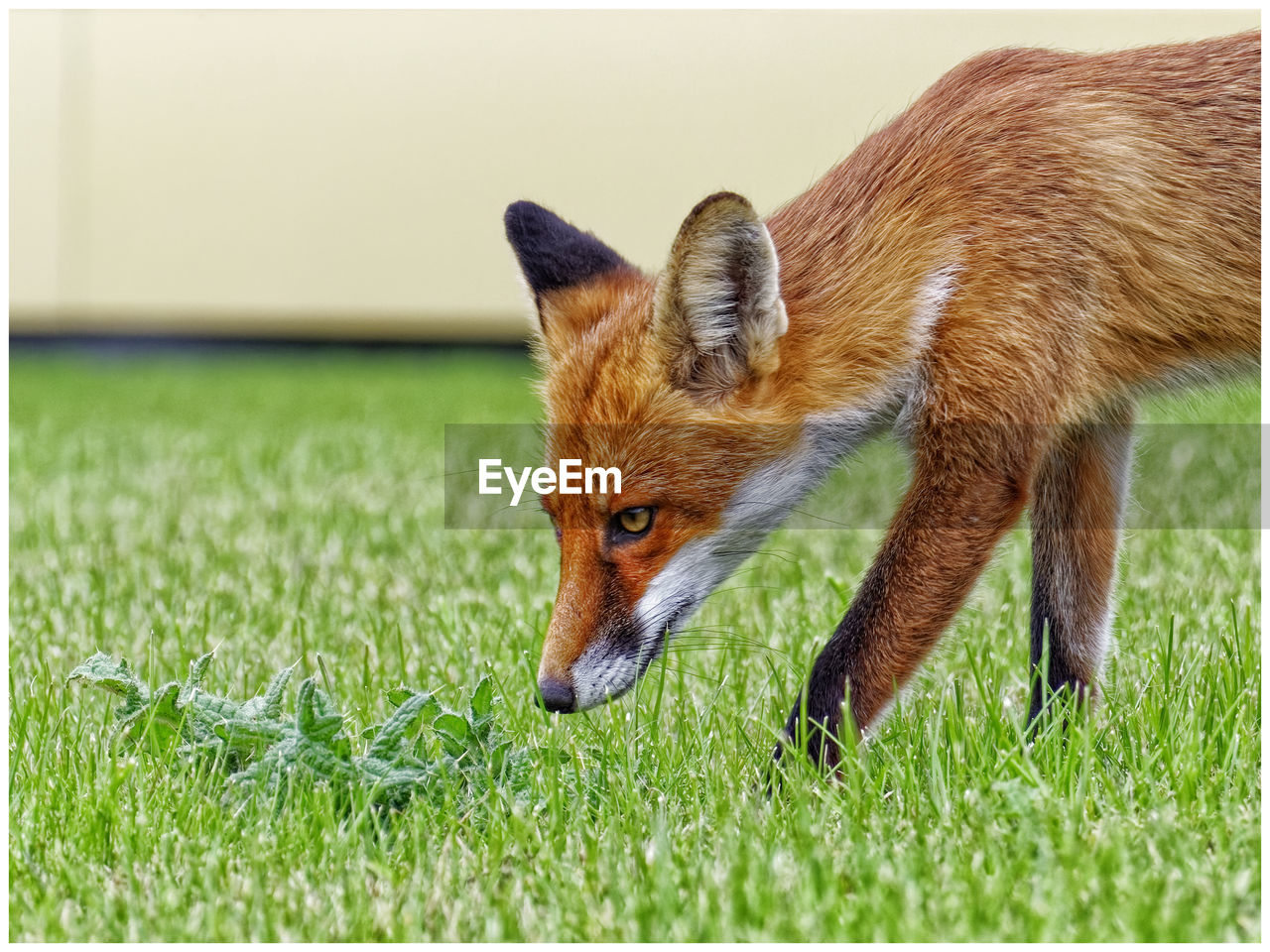 animal, animal themes, fox, red fox, one animal, grass, mammal, animal wildlife, wildlife, no people, nature, plant, green, outdoors, field, side view, domestic animals, day, animal body part, carnivore
