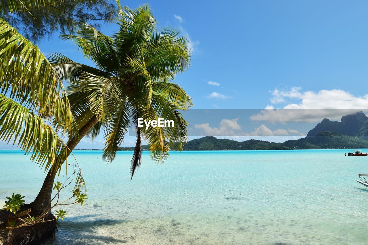 Palm trees on beach against blue sky