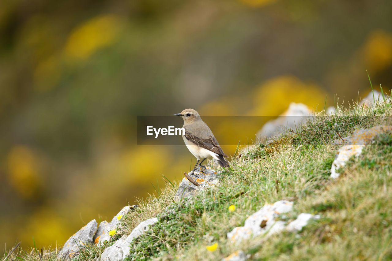 Bird perching on rock