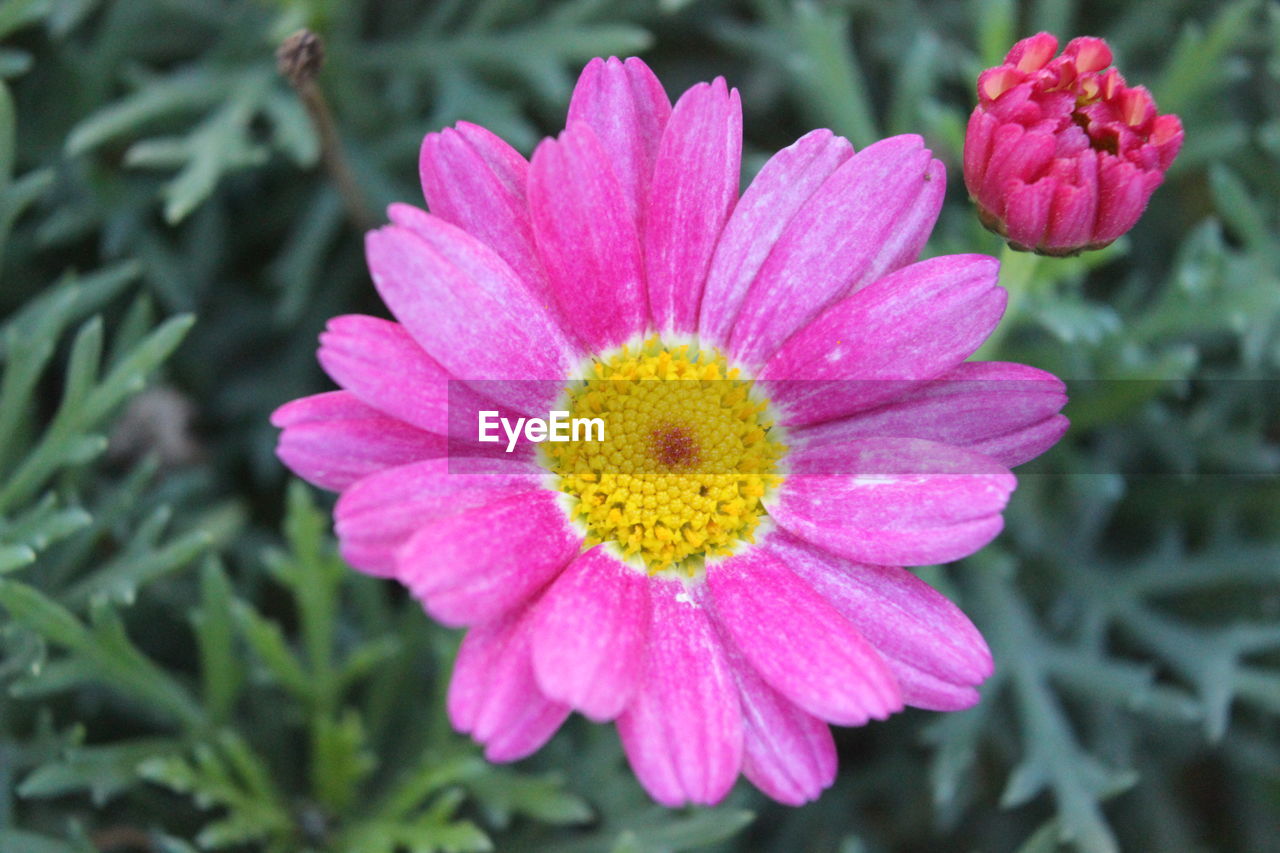 CLOSE-UP OF PINK FLOWERS