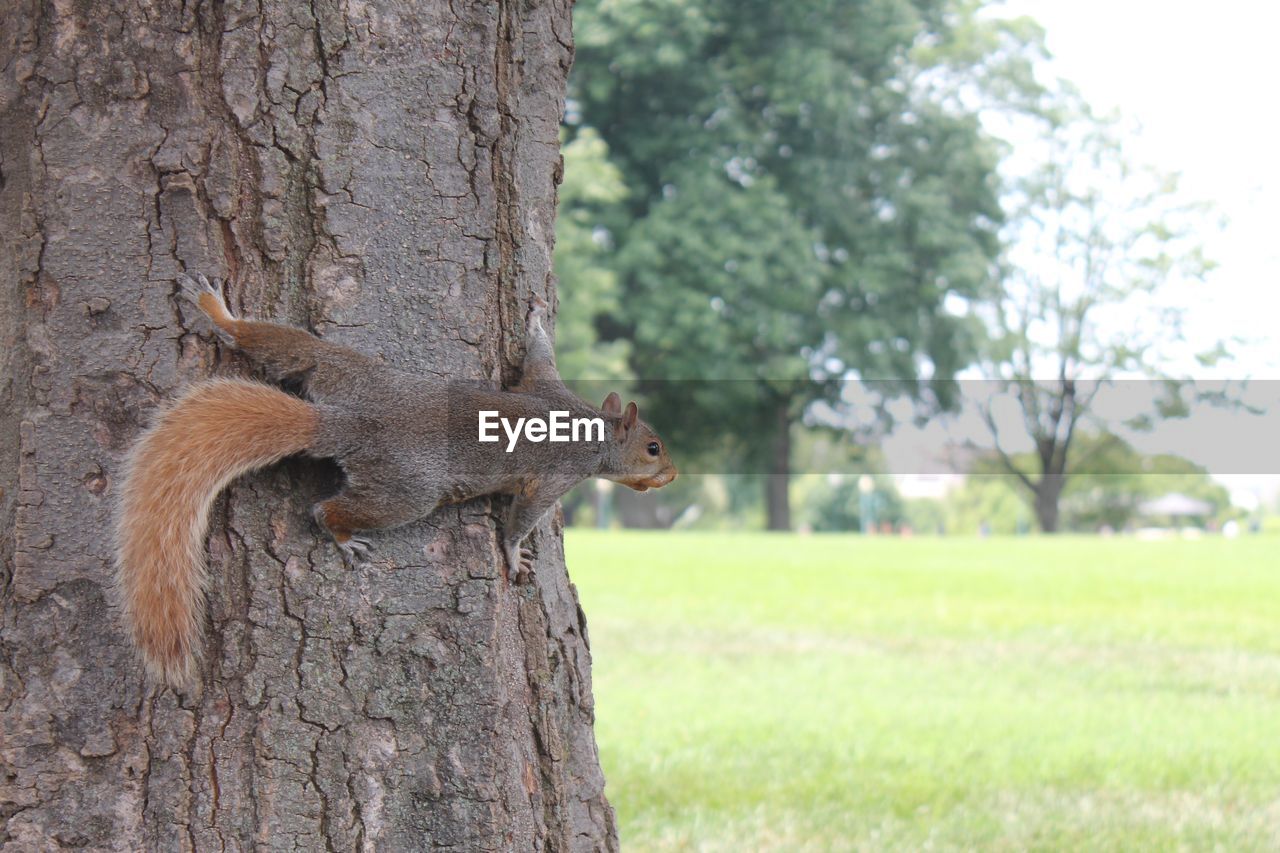 CLOSE-UP OF SQUIRREL ON TREE TRUNK