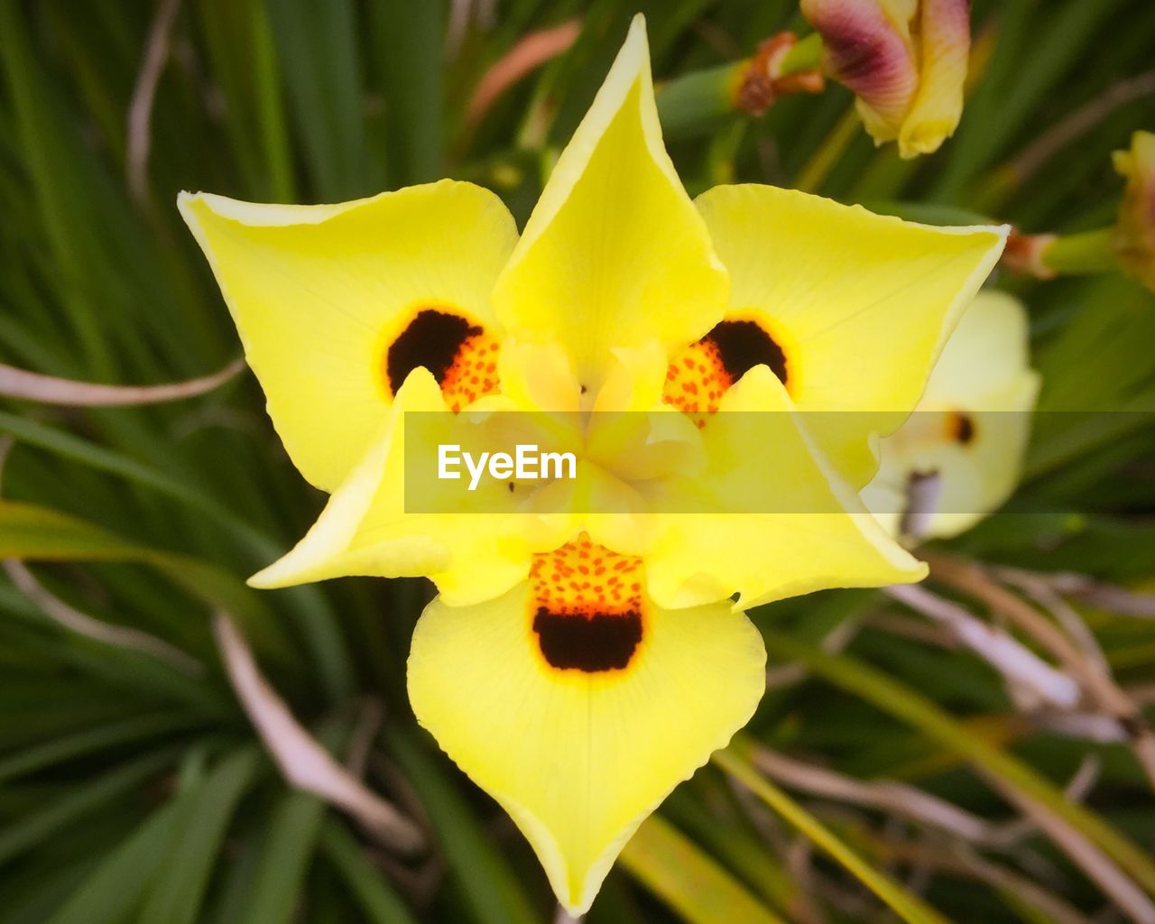 Directly above shot of yellow tulip flower