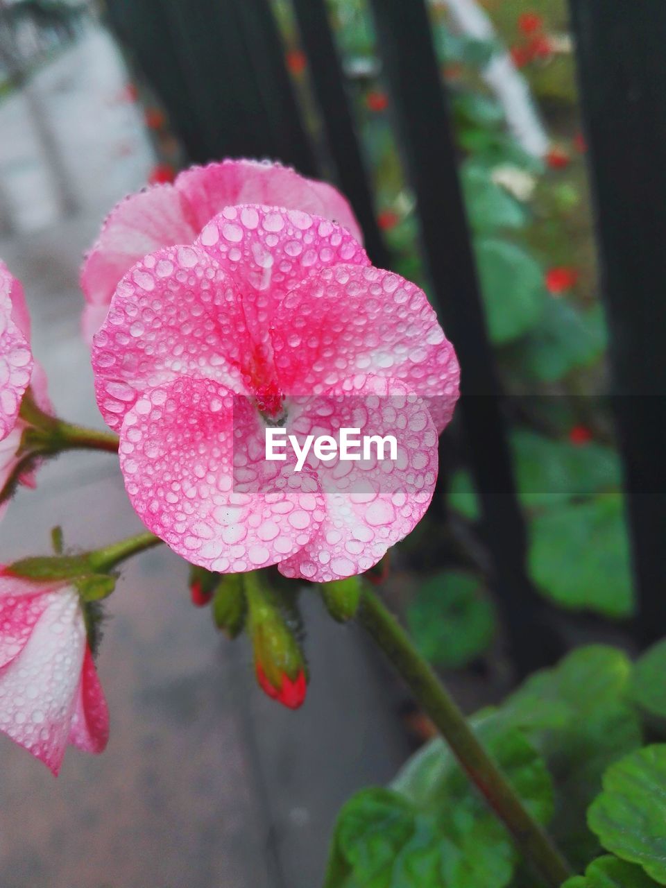 Close-up of pink flower