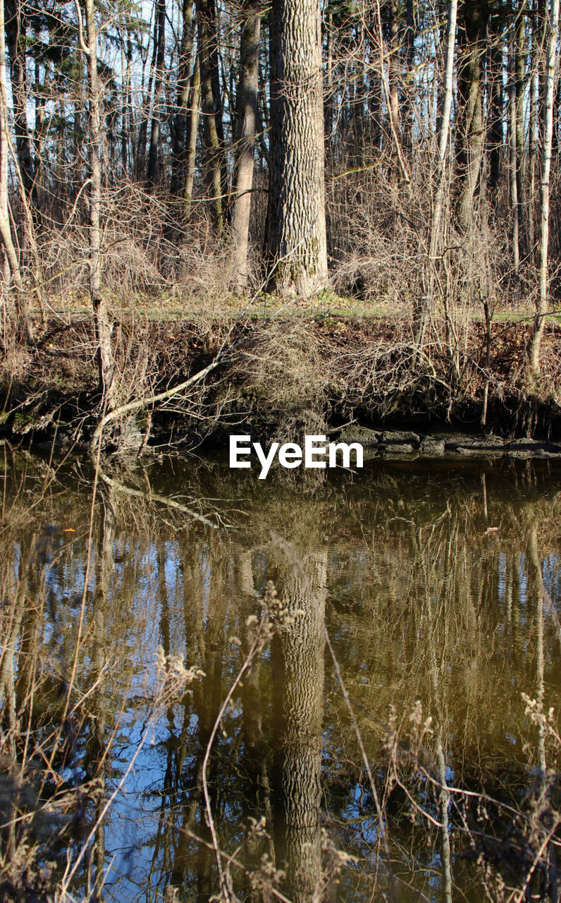 REFLECTION OF TREES ON LAKE