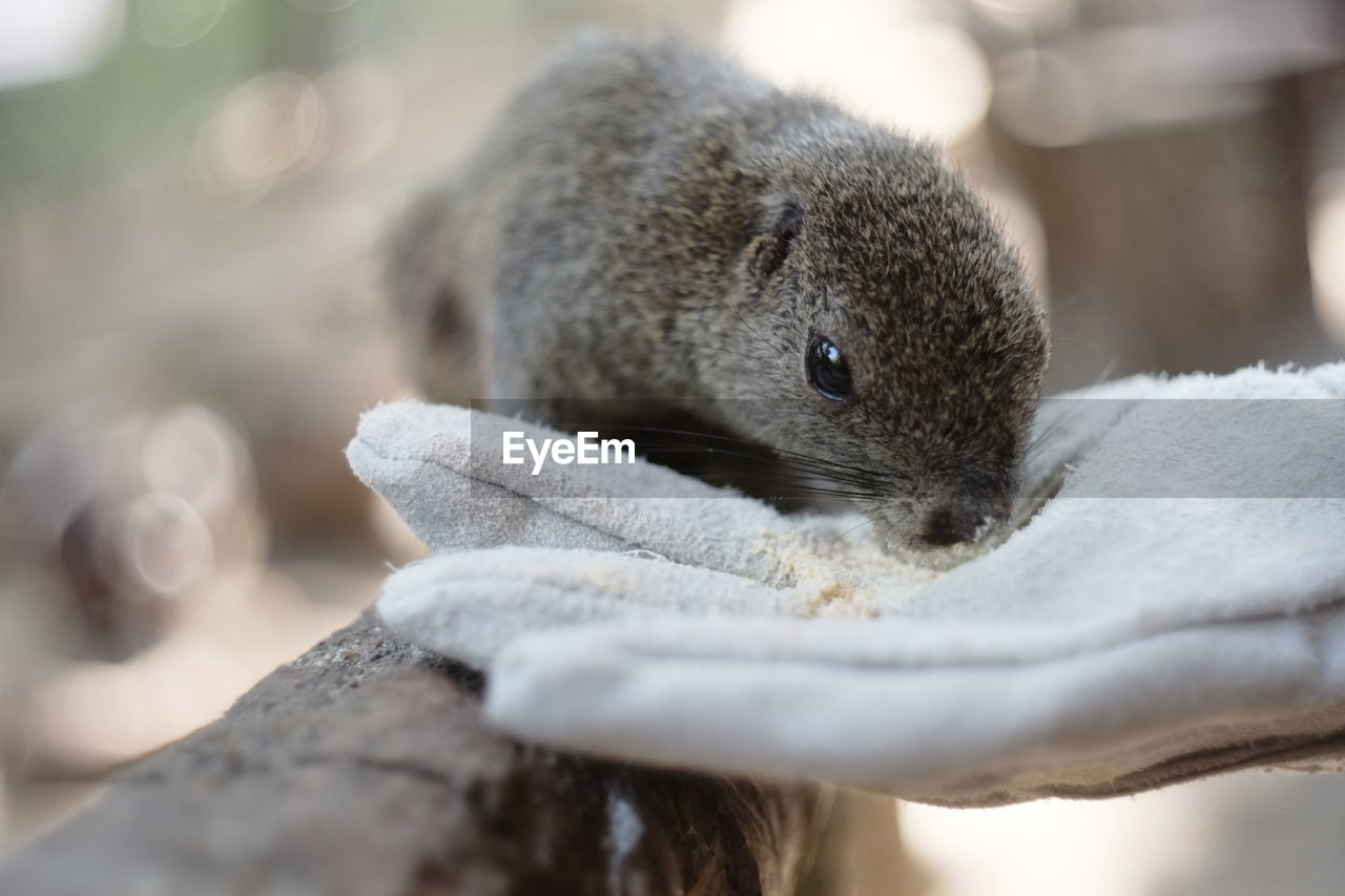 Close-up of squirrel eating from hand