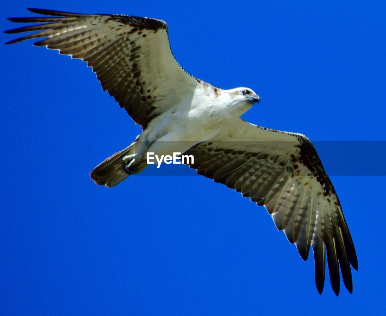 LOW ANGLE VIEW OF EAGLE FLYING