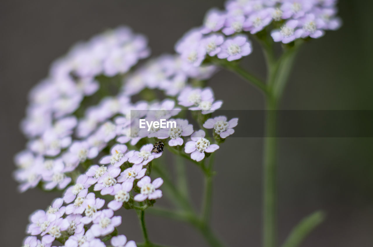 Close-up of white flowers blooming outdoors