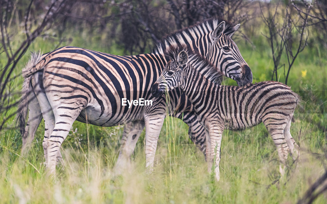 VIEW OF A ZEBRA