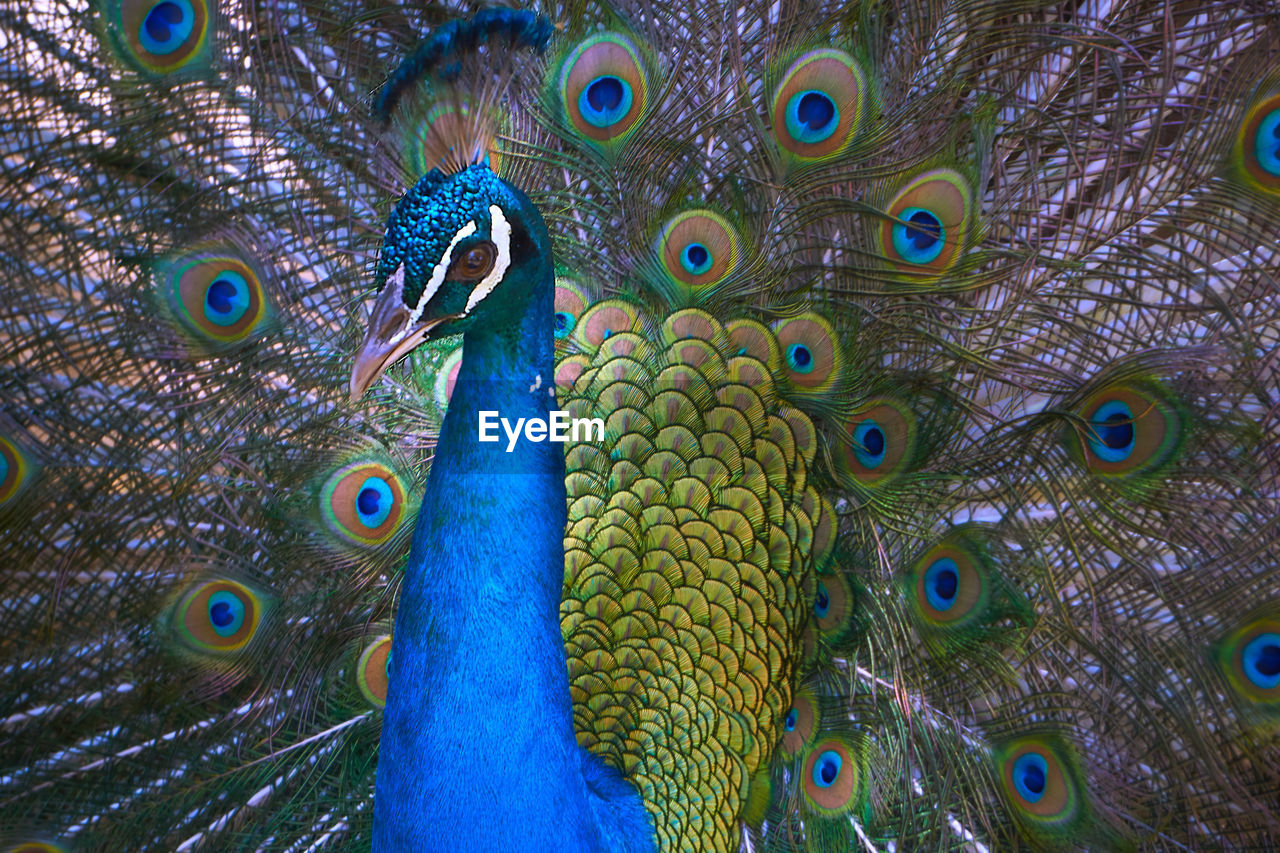 Full frame shot of peacock