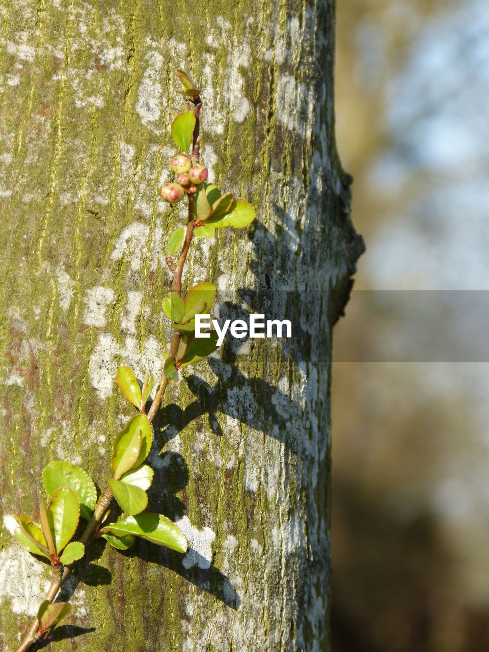 CLOSE-UP OF GREEN TREE TRUNK