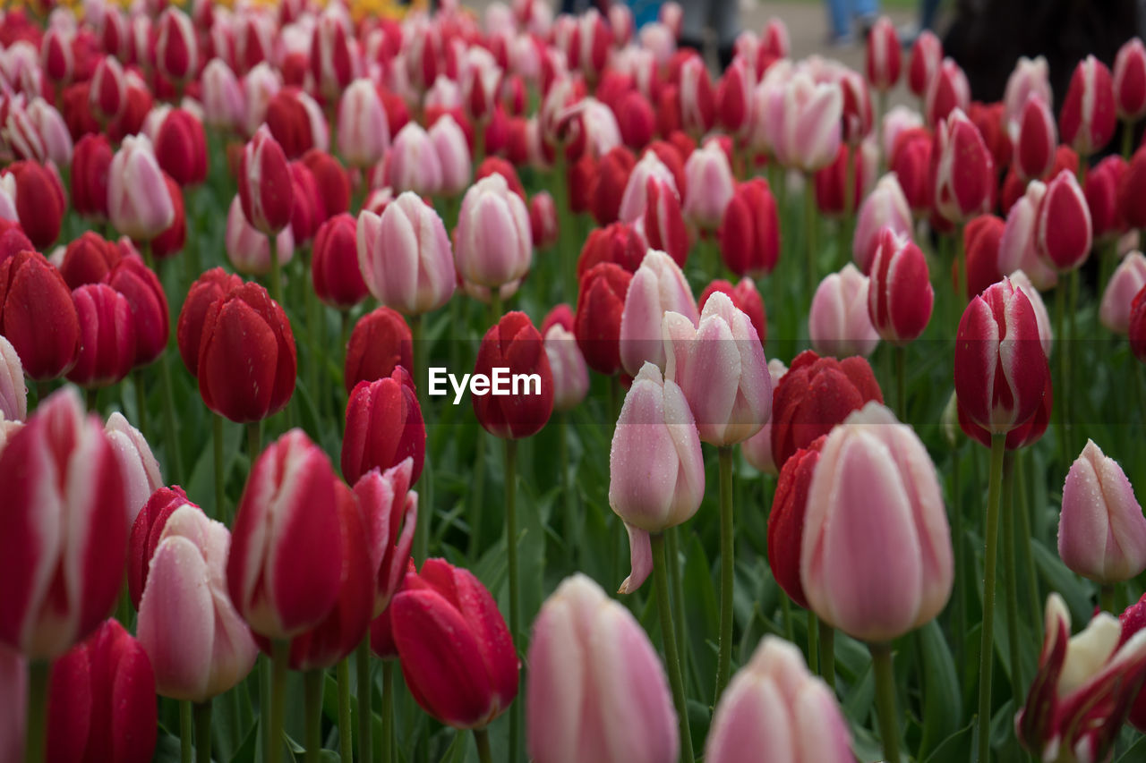 Close-up of pink tulips in field