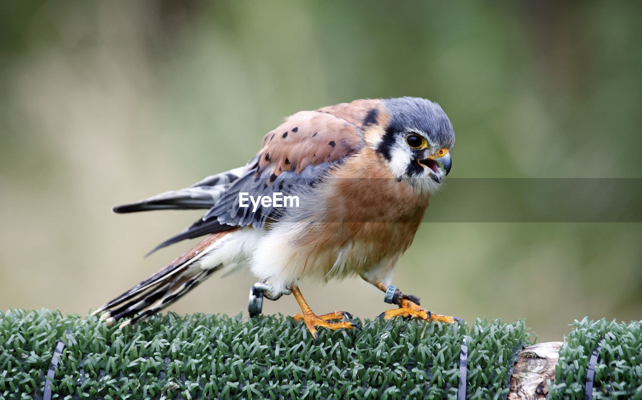 American kestrel at a bird of prey centre
