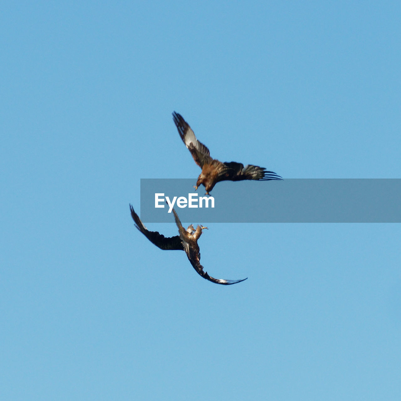 Low angle view of kites flying