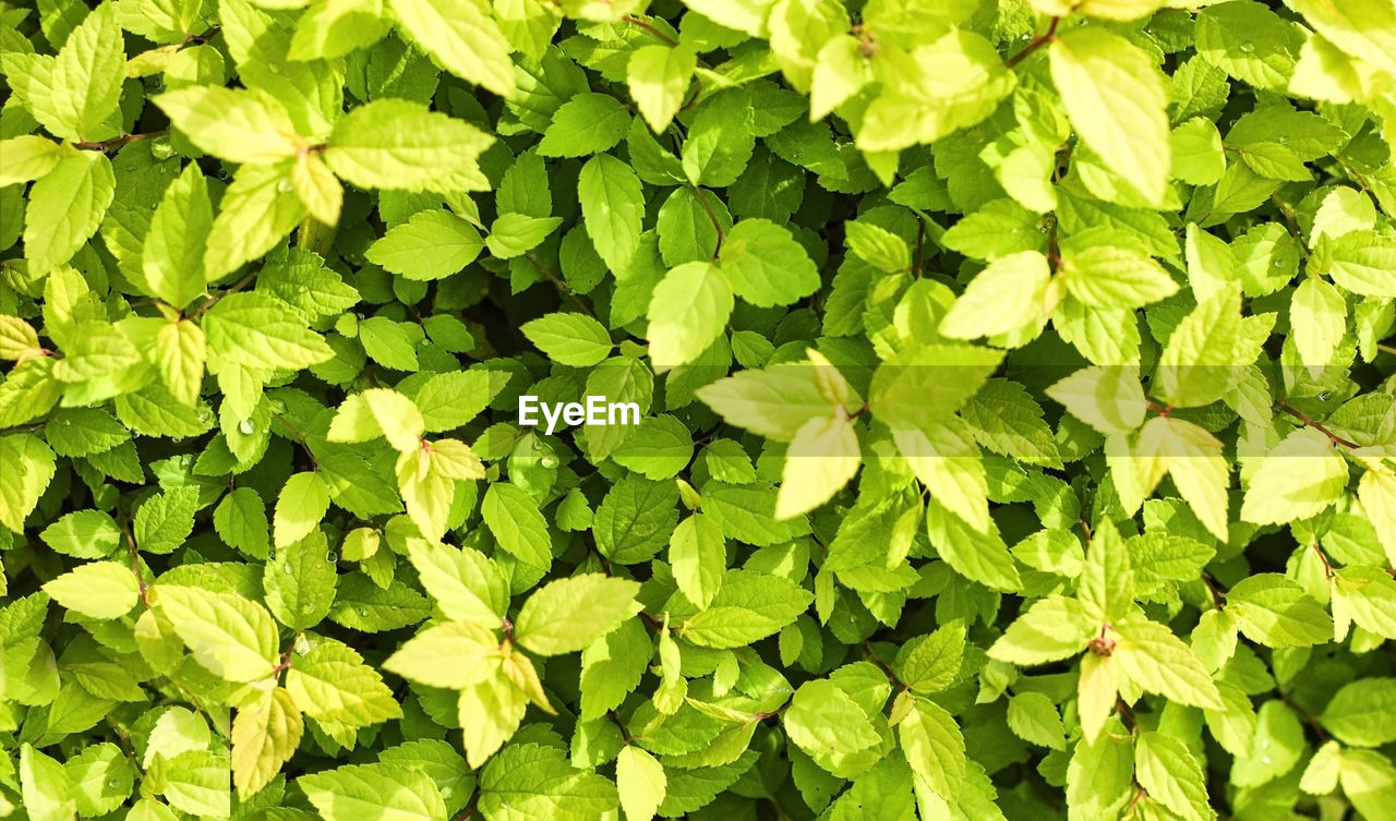 Abstract bunch of leaves blossom, flowering of dubrawy spirea spiraea chamaedryfolia