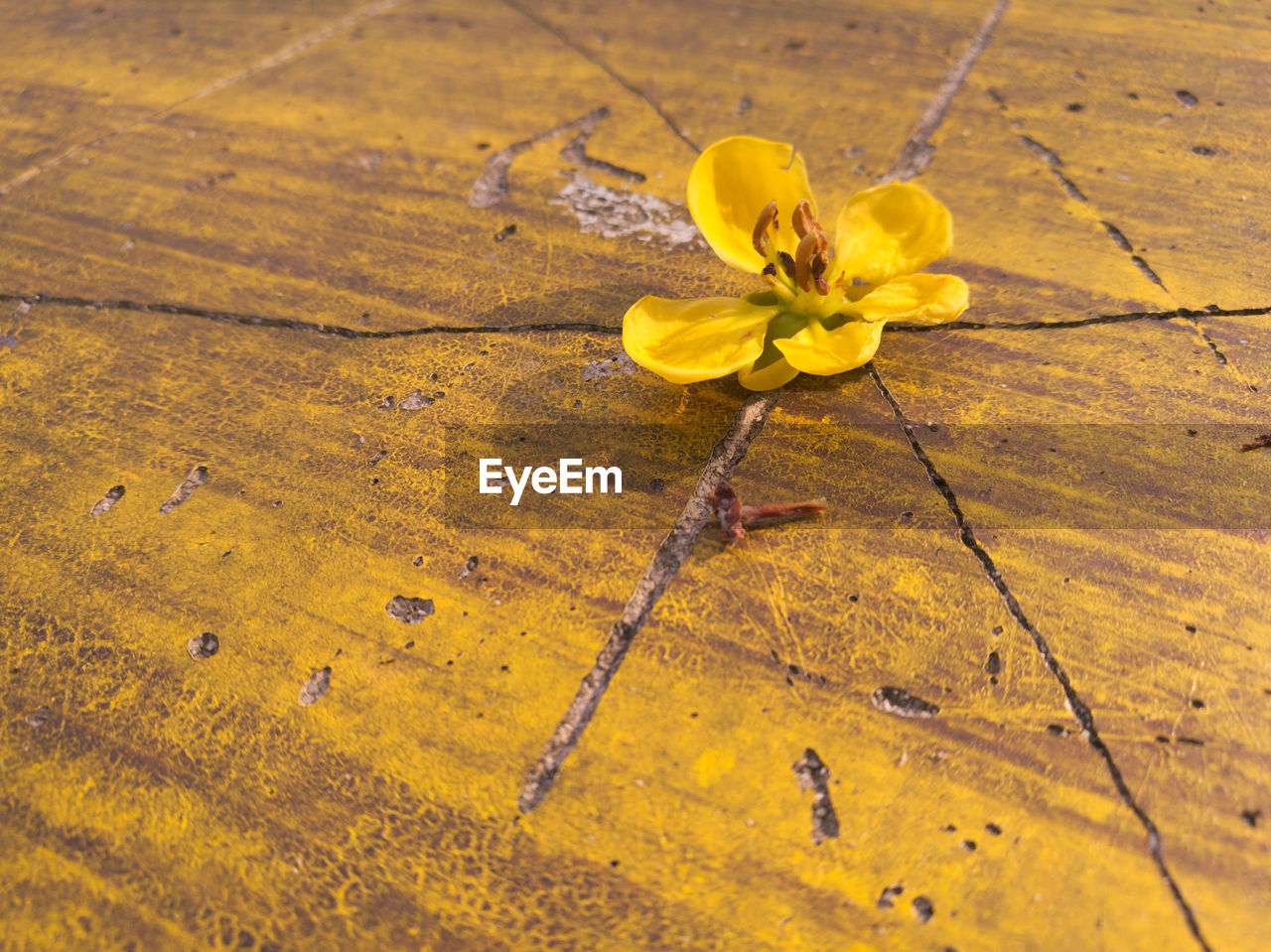 Close-up of yellow flower