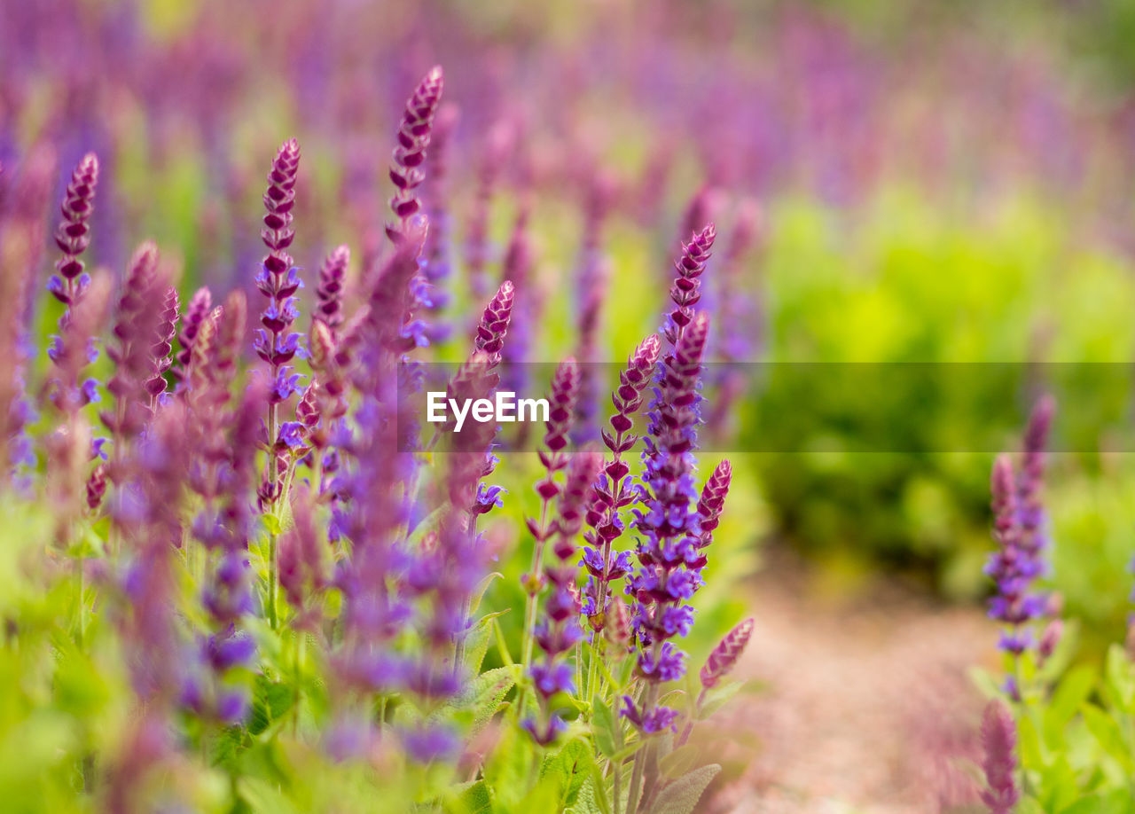 Close-up of lavender flowers on field