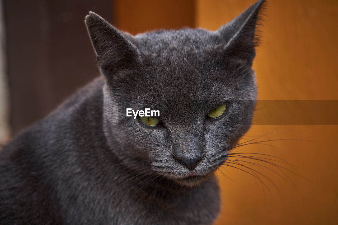 Close-up portrait of a cat