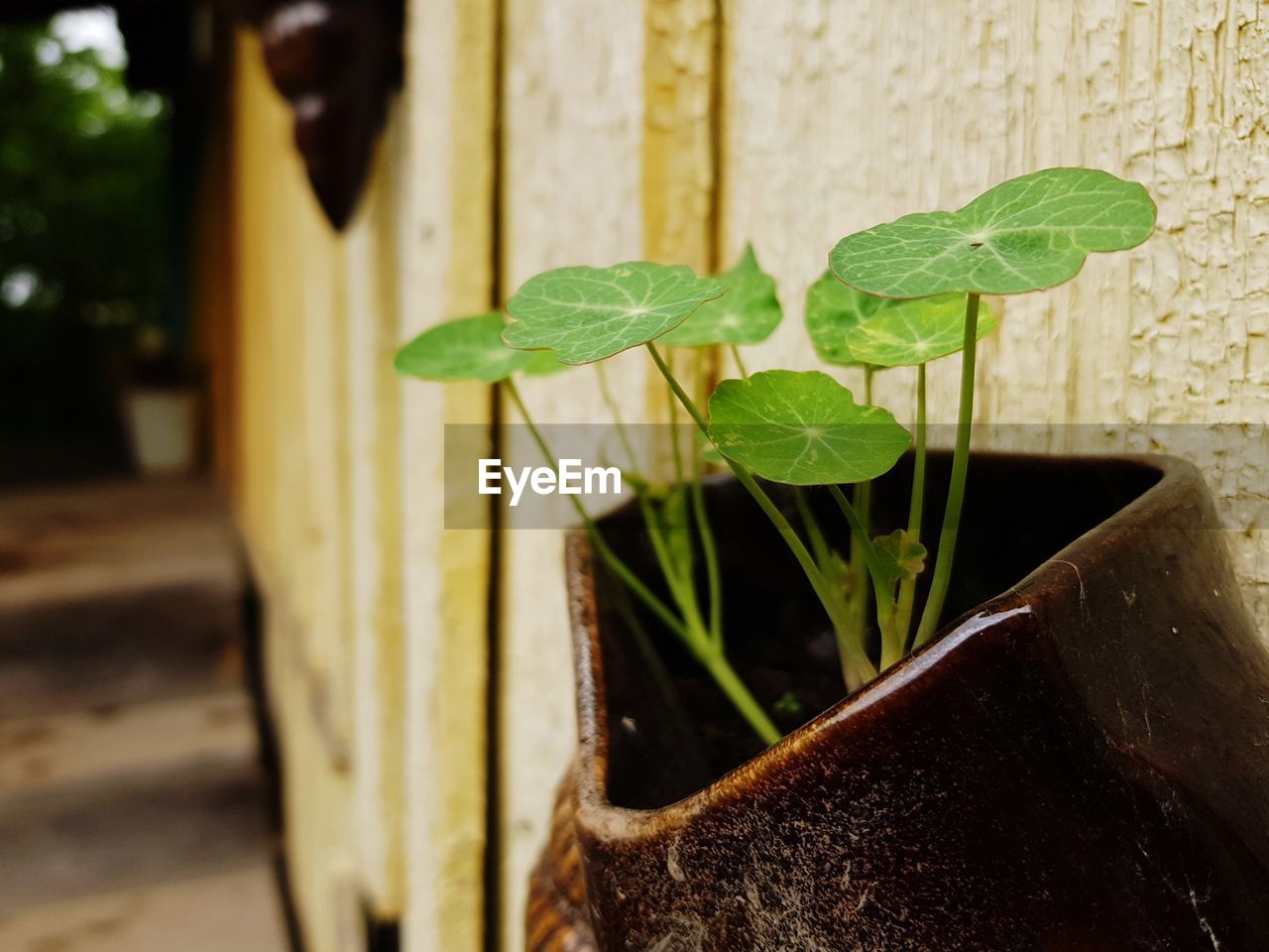 CLOSE-UP OF POTTED PLANTS