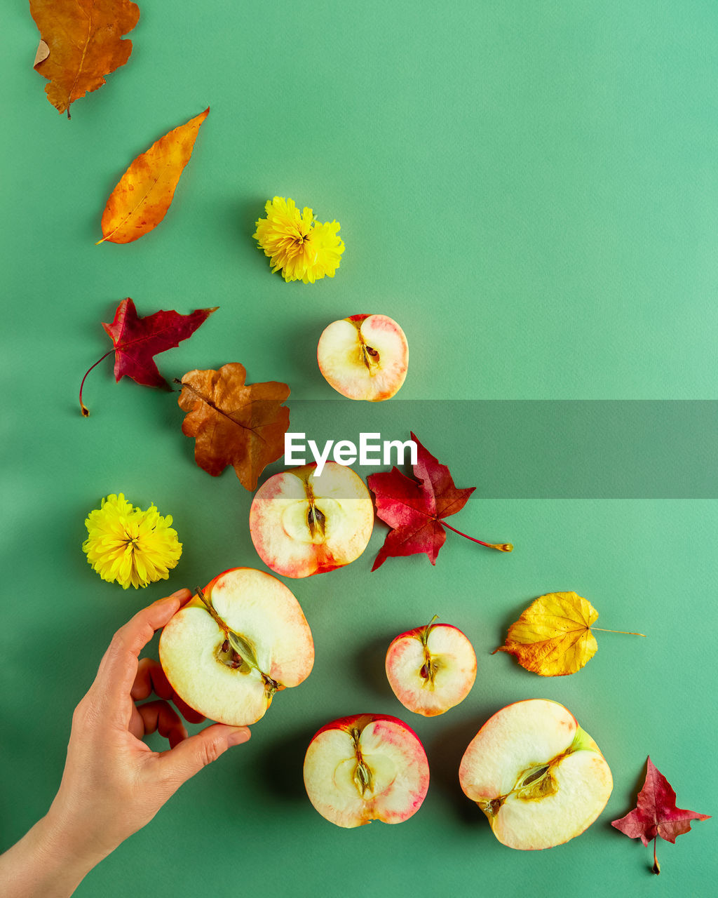 Flat layout of fresh apples, autumn leaves and human hand holding apple on vibrant green background 