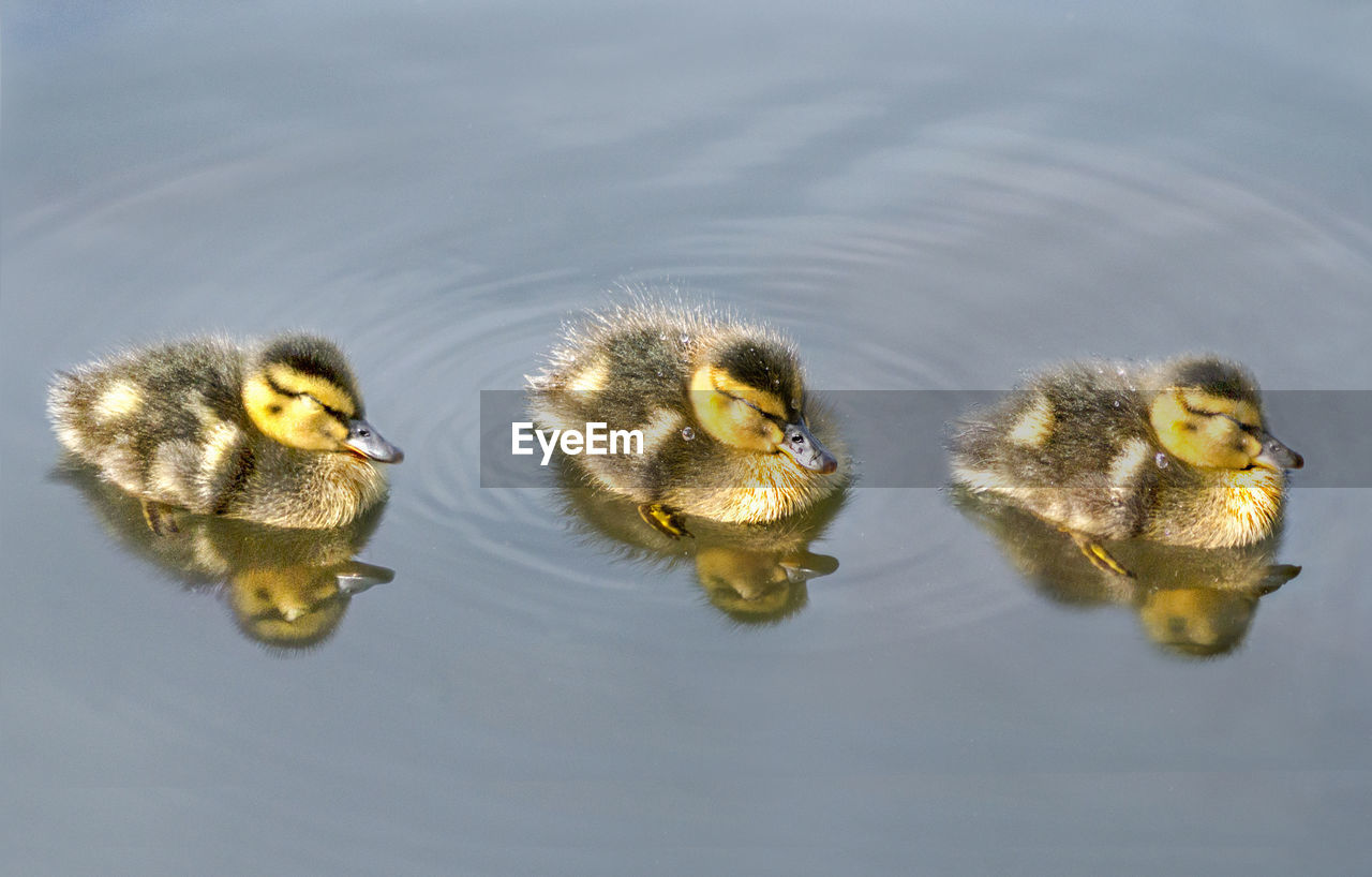 Three mallard duckling asleep on the water