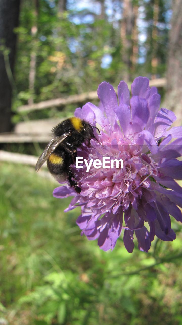 CLOSE-UP OF HONEY BEE ON PURPLE FLOWER